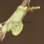 Diloba caeruleocephala - Mramorovka modrohlavá 21-14-46
