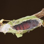 Diloba caeruleocephala - Mramorovka modrohlavá 21-15-34