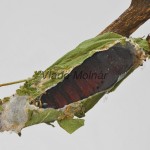 Diloba caeruleocephala - Mramorovka modrohlavá 21-16-49