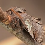 Diloba caeruleocephala - Mramorovka modrohlavá 22-41-33