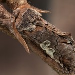 Diloba caeruleocephala - Mramorovka modrohlavá 22-45-44