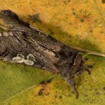 Diloba caeruleocephala - Mramorovka modrohlavá 23-07-57.jpg