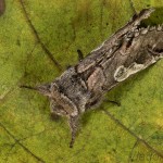 Diloba caeruleocephala - Mramorovka modrohlavá 23-09-55.jpg