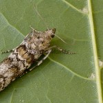 Dioryctria abietella cf - Vijačka smreková 183705