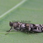 Dioryctria abietella cf - Vijačka smreková 185108