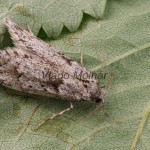 Diurnea fagella - Kmeňovka buková 090435