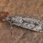 Diurnea fagella - Kmeňovka buková 152255