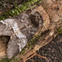 Drymonia dodonaea - Chochlatka hnedá 174613