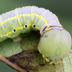 Drymonia ruficornis - Chochlatka dubová 172540