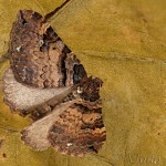 Earophila badiata - Piadivka šípková 16-29-09