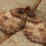 Earophila badiata - Piadivka šípková 17-29-14