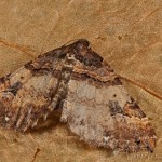 Earophila badiata - Piadivka šípková 20-15-29
