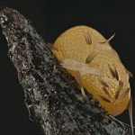 Earophila badiata - Piadivka šípková 20-33-41