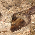 Earophila badiata - Piadivka šípková 21-15-19