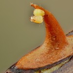 Earophila badiata - Piadivka šípková 23-51-28