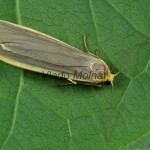 Eilema lurideola - Lišajníkovec siný 210441