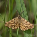 Ematurga atomaria - Piadivka vresová 18-49-52