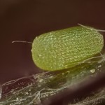 Ematurga atomaria - Piadivka vresová 22-58-12v