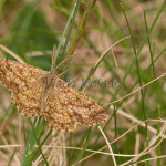 Ematurga atomaria - Piadivka vresová IMG_8504