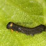 Endromis versicolora - Strakáč brezový 16-56-37
