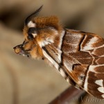 Endromis versicolora - Strakáč brezový 17-08-38