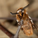 Endromis versicolora - Strakáč brezový 17-19-23