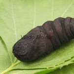 Endromis versicolora - Strakáč brezový 17-33-58