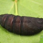 Endromis versicolora - Strakáč brezový 17-36-58