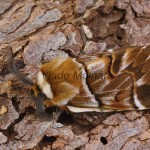 Endromis versicolora - Strakáč brezový 171743