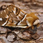 Endromis versicolora - Strakáč brezový 172329