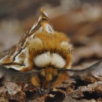 Endromis versicolora - Strakáč brezový 172839