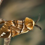 Endromis versicolora - Strakáč brezový 173547