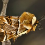 Endromis versicolora - Strakáč brezový 174555