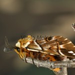 Endromis versicolora - Strakáč brezový 175411