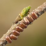 Endromis versicolora - Strakáč brezový 18-53-33