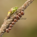 Endromis versicolora - Strakáč brezový 18-54-19