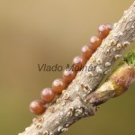 Endromis versicolora - Strakáč brezový 18-55-21