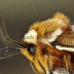 Endromis versicolora - Strakáč brezový 181038