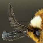 Endromis versicolora - Strakáč brezový 181038m