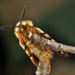 Endromis versicolora - Strakáč brezový 182747