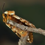Endromis versicolora - Strakáč brezový 183326