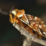 Endromis versicolora - Strakáč brezový 183930