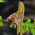 Endromis versicolora - Strakáč brezový 185158