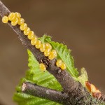 Endromis versicolora - Strakáč brezový 20-03-12