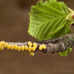 Endromis versicolora - Strakáč brezový 20-23-47
