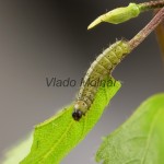 Endromis versicolora - Strakáč brezový 20-58-39
