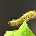 Endromis versicolora - Strakáč brezový 20-59-39
