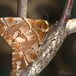 Endromis versicolora - Strakáč brezový 21-10-35