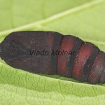 Endromis versicolora - Strakáč brezový 21-20-33