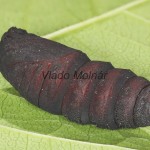 Endromis versicolora - Strakáč brezový 21-21-14